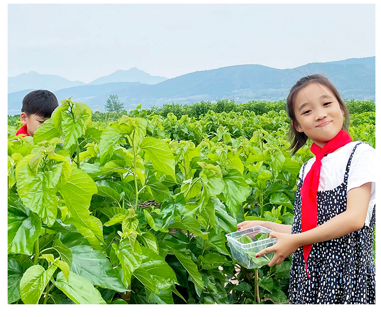 嫩桑叶蚕宝宝活体宠物饲料12345