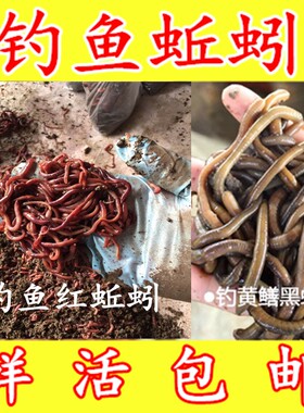 蚯蚓活饵鲜活散装红蚯蚓盒装活体青蚯蚓臭蚯蚓钓鱼昂公黄鳝黑蚯蚓