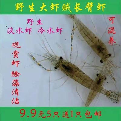 大眼贼虾河虾草虾长臂虾淡水除藻虾活体原生冷水免加温