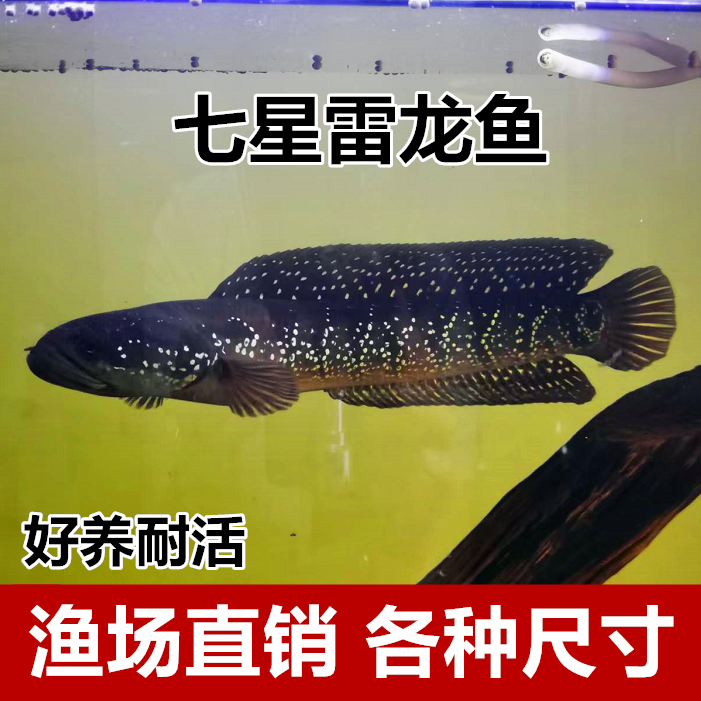 七星雷龙鱼苗月鳢山斑鱼花星张公鱼锦鲤金鱼观赏宠物鱼冷水淡水鱼
