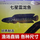 七星雷龙鱼苗月鳢山斑鱼花星张公鱼锦鲤金鱼观赏宠物鱼冷水淡水鱼