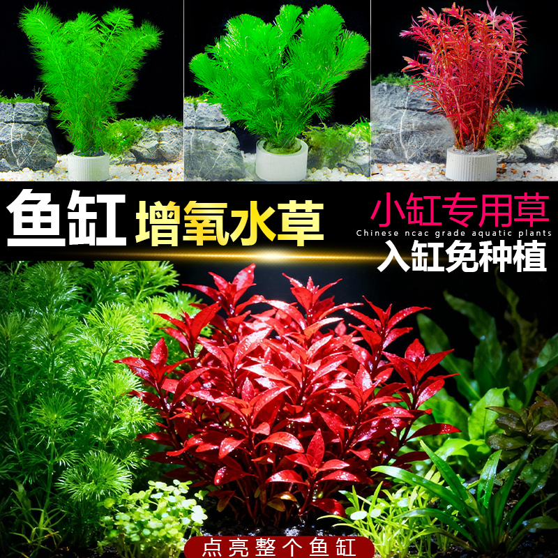水草植物鱼缸造景懒人好养水草