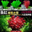 水草植物鱼缸增氧造景阴性水榕蜈蚣草水兰真草火山石好养懒人水草