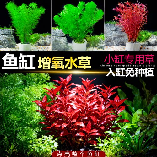 水草植物鱼缸造景懒人好养水草