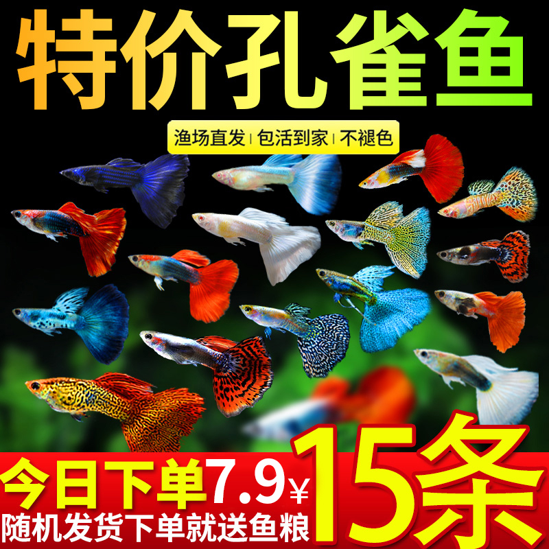 孔雀鱼活鱼观赏鱼纯种小型热带鱼活体淡水好养耐活鱼苗观赏鱼小鱼