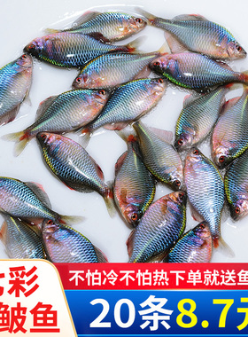 七彩鳑鲏鱼观赏鱼旁皮冷水鱼活体小型鱼苗原生群游鱼除藻淡水好养