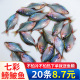 七彩鳑鲏鱼观赏鱼旁皮冷水鱼活体小型鱼苗原生群游鱼除藻淡水好养