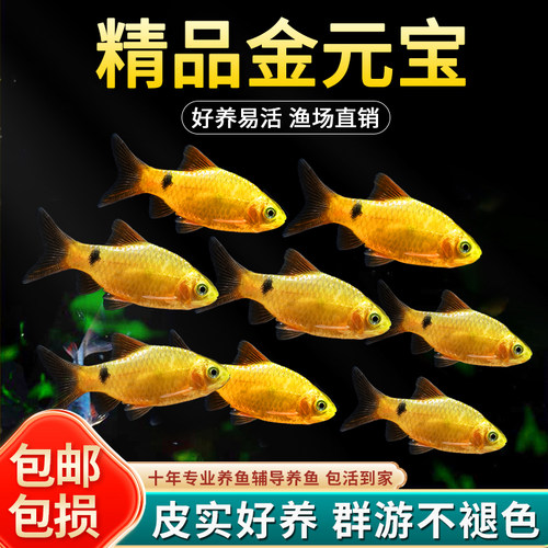 金元宝鱼大帆玫瑰鲫鱼观赏鱼新手鱼好养耐活低温好养小型草缸鱼苗