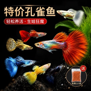 孔雀热带观赏鱼苗淡水冷水小型小鱼好养耐活耐养金鱼凤尾斑马活鱼