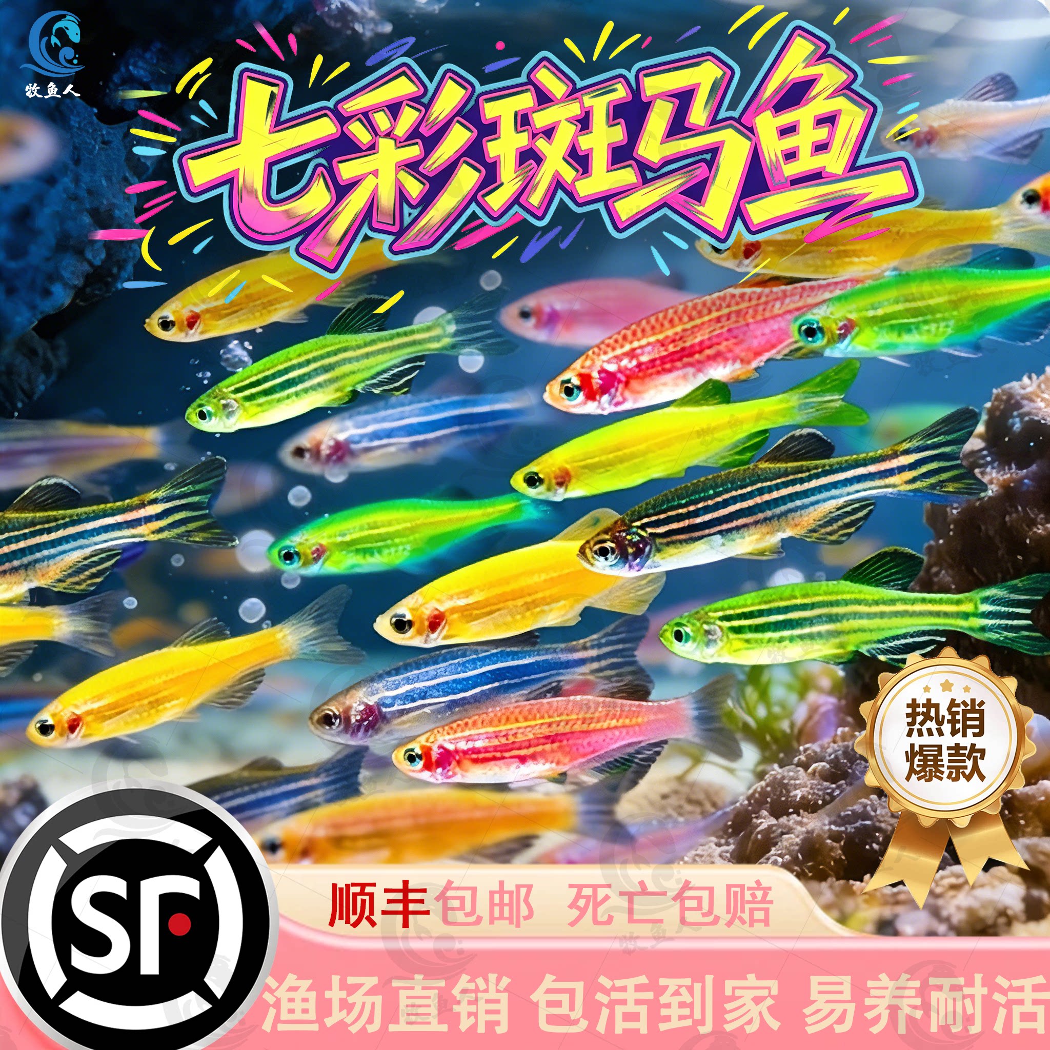 热带观赏鱼红蓝斑马鱼小型观赏蝶翼精品孔雀红绿灯宝莲灯耐养易活