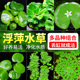 浮萍水草植物鱼缸造景绿植水培植物一叶莲水芙蓉水葫芦净水真水草