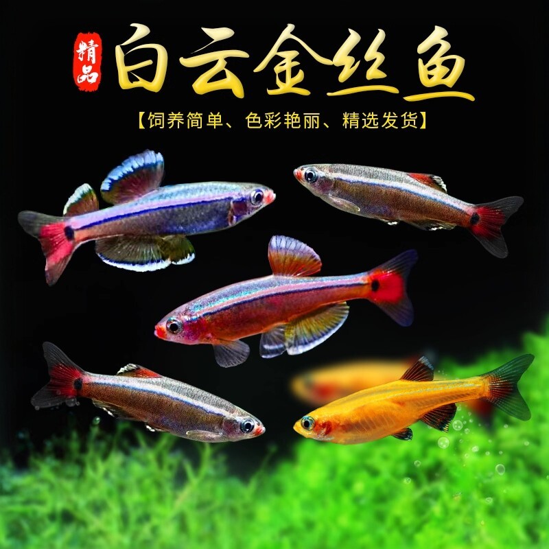 白云金丝鱼冷水鱼观赏鱼大帆红尾灯科鱼原生鱼小型鱼金鱼新手群游