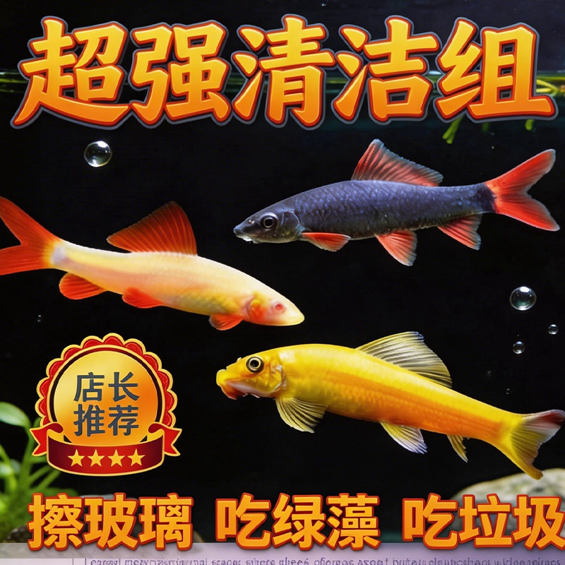 金苔鼠热带观赏鱼清道夫鼠鱼鱼缸除藻鱼清洁鱼活体工具鱼吃垃圾鱼