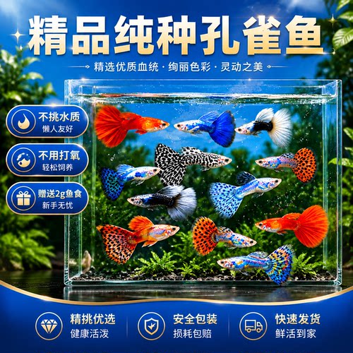 纯种多色孔雀鱼不挑水质易养