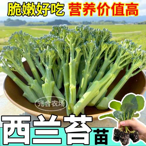正宗西兰苔苗秧苗西兰花芥蓝苗西洋芥兰苗四季菜园庭院秋冬季种植