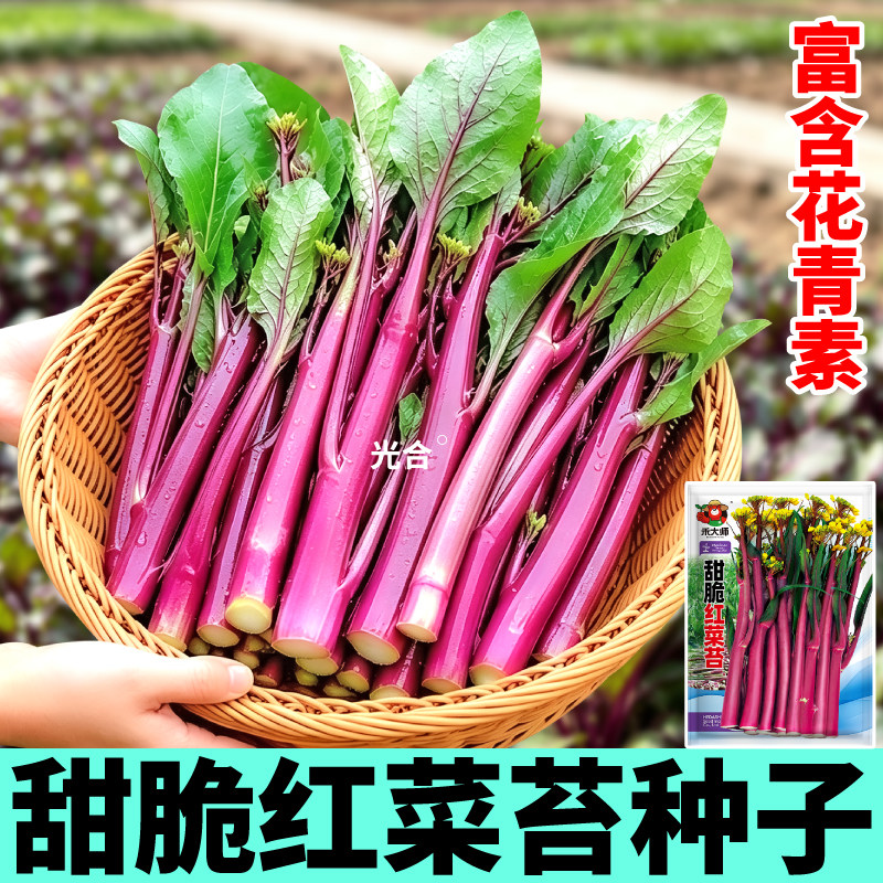 红菜苔种子主苔粗壮越掐越长阳台小院春秋四季播种多茬采收蔬菜种