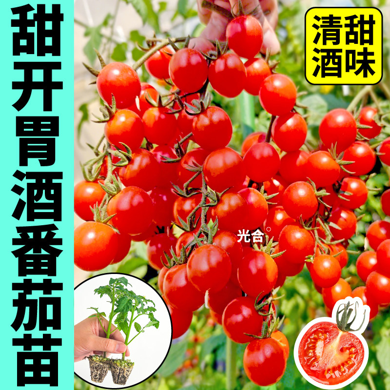 高产甜开胃酒番茄苗秧红黄黑白千禧圣女果种子四季阳台盆栽金玲珑