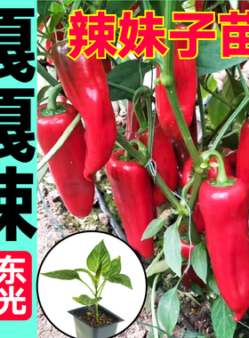 寿光辣妹子苗秧嘎嘎辣特辣巨香辣神辣椒种子青红两用魔鬼阳台盆栽