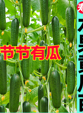寿光节节有瓜全雌水果黄瓜苗秧脆甜好吃强雌油亮大黄瓜种子蔬菜苗