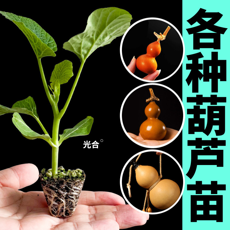 各种葫芦苗秧带土球手捻小亚腰大酒葫芦种子观赏文玩四季庭院阳台