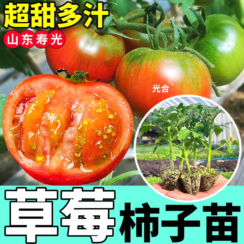 正宗草莓柿子苗秧爆甜多汁口感番茄种子绿肩铁皮柿子阳台小院种植