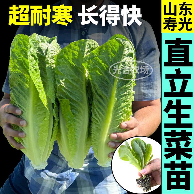 寿光直立生菜秧苗耐寒速生四季蔬菜孔雀菜紫罗马咖啡生菜种子种苗