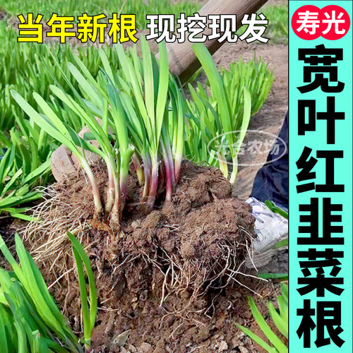 山东寿光正宗红根韭菜宽叶独根韭菜四季阳台盆栽庭院种植当年新根