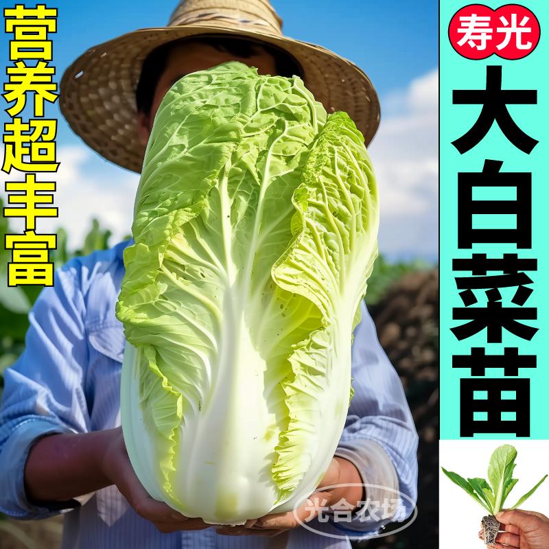 寿光黄心大白菜苗秧抗病高产大白菜娃娃菜种子阳台小院蔬菜苗四季