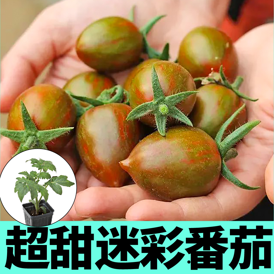 特甜迷彩樱桃小番茄苗秧花绣球紫玉西红柿种子四季阳台盆栽蔬菜苗
