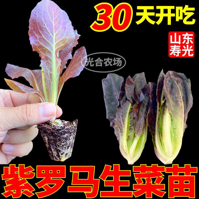 寿光紫罗马生菜秧苗盆栽地栽高产四季咖啡菜直立孔雀菜种子速生苗