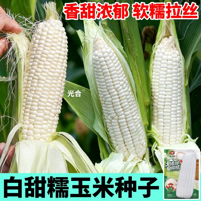 白甜糯玉米种子新鲜高产大棒早熟黄黑黏玉米种子非转基因寿光直发