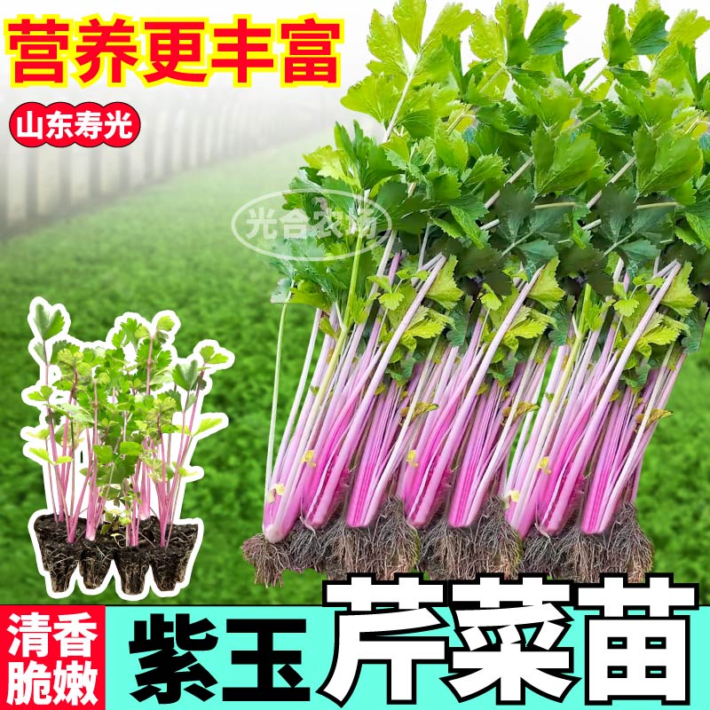 紫玉芹菜苗秧高产脆嫩清香水果芹菜红香芹种子四季阳台盆栽带土球