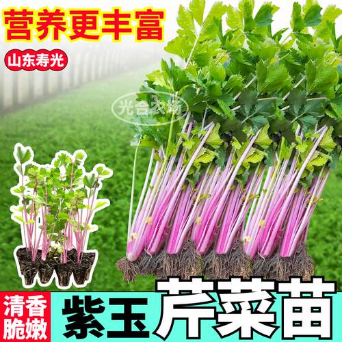 紫玉芹菜苗秧高产脆嫩清香水果芹菜红香芹种子四季阳台盆栽带土球
