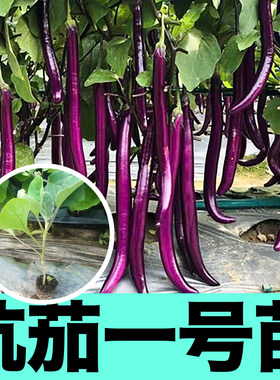 杭茄一号苗秧紫长线茄子种子春秋四季阳台盆栽皮薄香糯南北方种植
