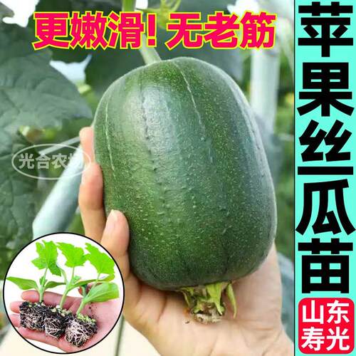 高产苹果丝瓜秧苗细腻滑嫩四季盆栽小院八角棱肉丝瓜鲜花中绿丝瓜