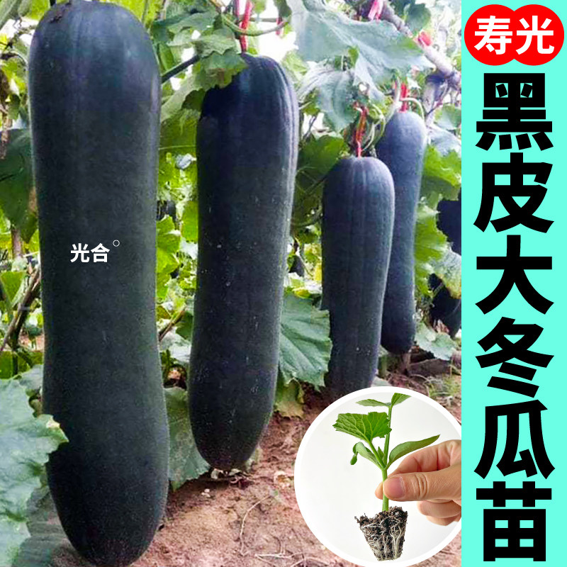 黑皮大冬瓜苗秧迷你小冬瓜种子