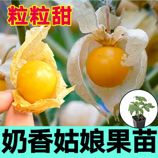 山东寿光奶香姑娘果苗秧黄姑娘紫姑娘果种籽清香甜爽食用观赏四季