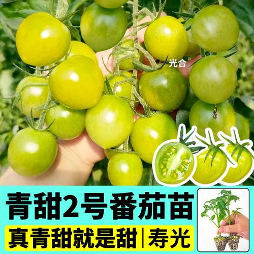 对版青甜2号番茄苗秧高产脆甜多汁阳台庭院盆栽番茄种子四季可种
