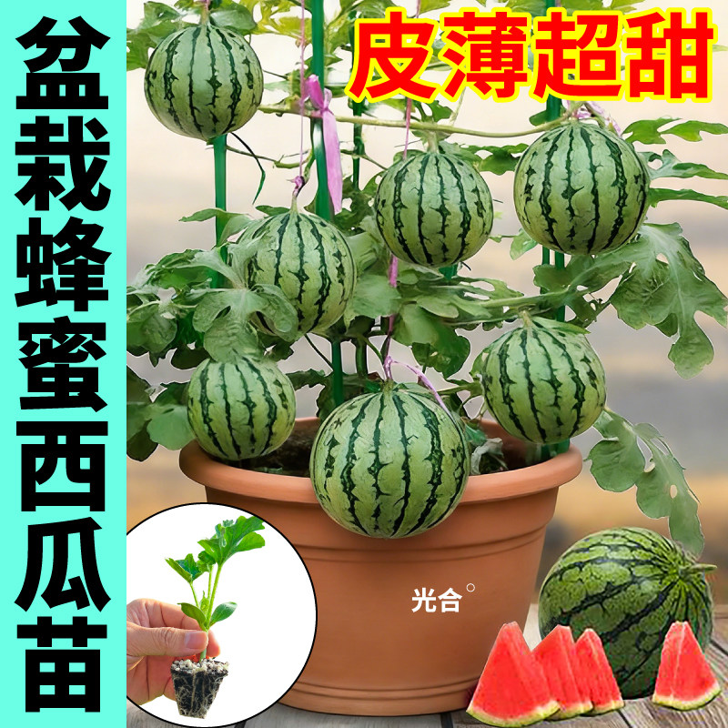 山东蜂蜜小西瓜盆栽西瓜苗秧红黄瓤冰糖麒麟懒汉长龙黑皮黄皮西瓜