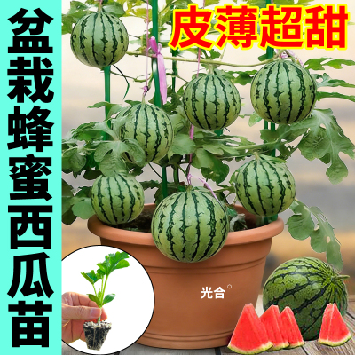 山东蜂蜜小西瓜盆栽西瓜苗秧红黄瓤冰糖麒麟懒汉长龙黑皮黄皮西瓜