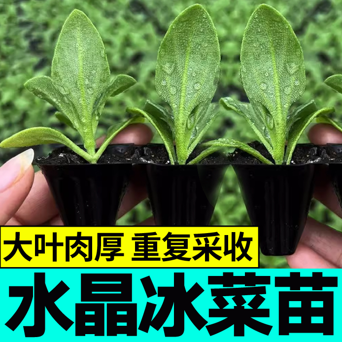 脆嫩大叶水晶冰菜秧苗幼苗更大冰粒带盐味冰草种子食用四季盆栽