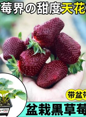 真红美玲草莓苗秧原盆大苗超甜浓香红颜章姬红白黑果草莓阳台小院