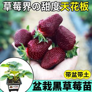 真红美玲草莓苗秧原盆大苗超甜浓香红颜章姬红白黑果草莓阳台小院