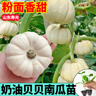 甜糯奶油贝贝南瓜种子籽苗秧正宗绿贝贝黄贝贝蜜本老南瓜阳台庭院