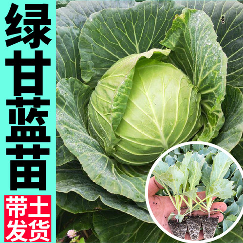寿光结球绿甘蓝苗秧青梗绿紫甘蓝西兰花花菜种子春秋四季阳台盆栽