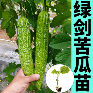 高产绿剑苦瓜秧苗抗病四季 爬藤水果苹果苦瓜种子微苦甘脆蔬菜苗