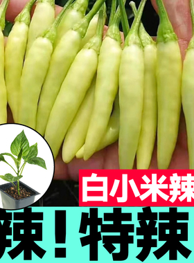 寿光白红色小米辣苗秧野山椒幼苗种子四季春秋盆栽阳台高产蔬菜苗