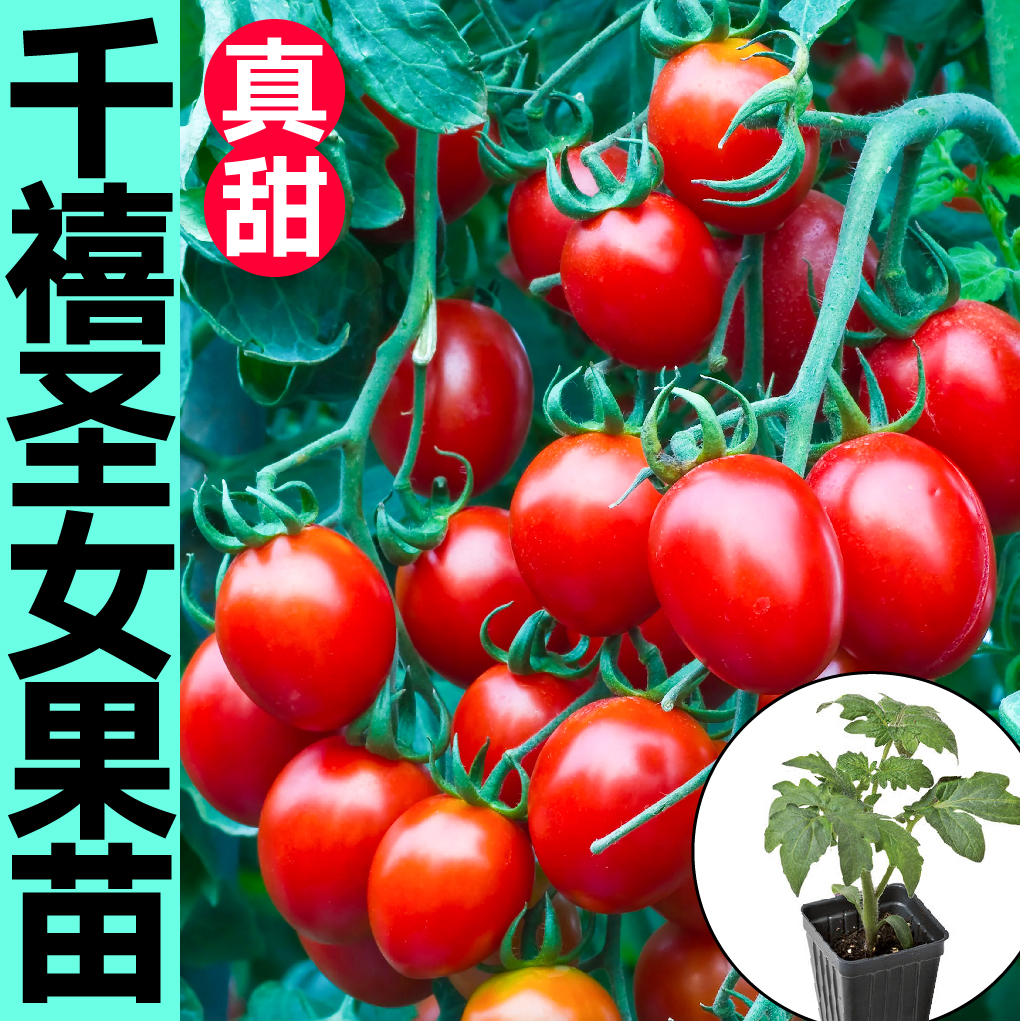 超甜爆汁圣女果秧苗幼苗种子红黄白千禧小番茄樱桃西红柿盆栽四季