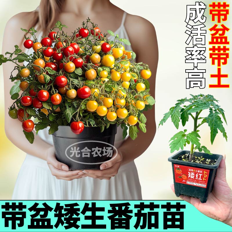 原土原盆矮生番茄苗秧红黄黑番茄苗超甜樱桃西红柿四季阳台寿光