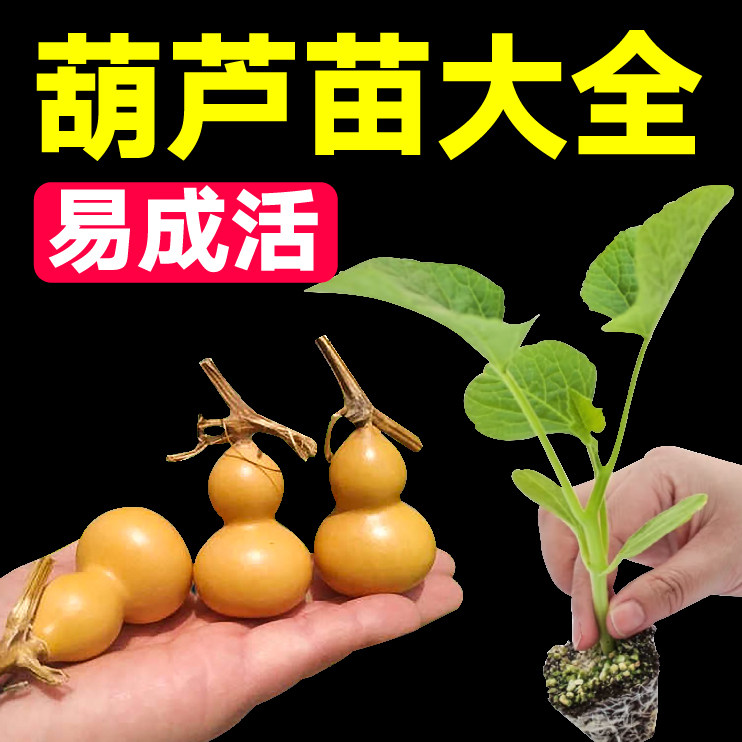 各种葫芦苗大全带土球易成活手捻小亚腰大酒葫芦种子四季庭院高产